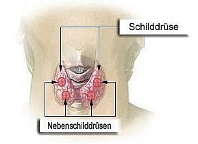 Warum mengen den Zucker in die Maske für das Haar bei